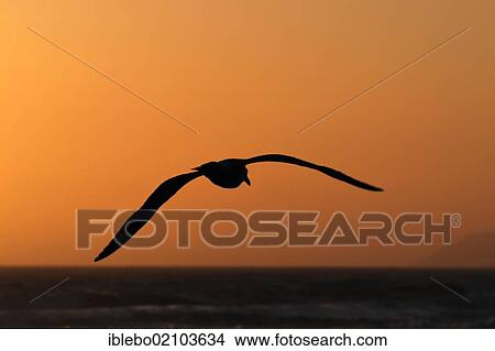 Seagull in evening light, beach at Morro Bay, Pacific Ocean, California, USA, North America View Large Photo Image Picture - Seagull in evening light, beach at Morro Bay, Pacific Ocean, California, USA, North America. Fotosearch