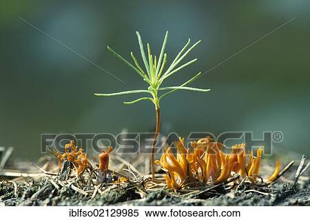Seedling of Scots Pine (Pinus sylvestris) and Yellow Stagshorn Fungus (Calocera viscosa), Thuringia, Germany, Europe View Large Photo Image Stock Photography - Seedling of Scots Pine (Pinus sylvestris) and Yellow Stagshorn Fungus (Calocera viscosa), Thuringia, Germany, Europe. Fotosearch