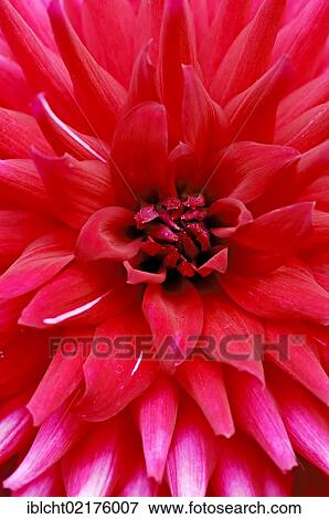 Semi cactus dahlia (Dahlia x cultorum), flower detail View Large Photo Image Stock Photo - Semi cactus dahlia (Dahlia x cultorum), flower detail. Fotosearch