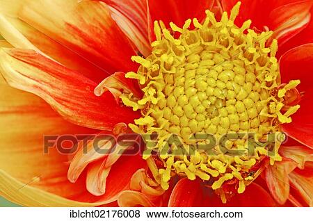 Semi cactus dahlia (Dahlia x cultorum), flower detail View Large Photo Image Stock Photo - Semi cactus dahlia (Dahlia x cultorum), flower detail. Fotosearch