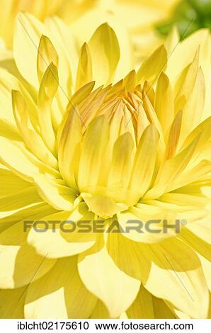 Semi Cactus Dahlia John Glenn (Dahlia sp. ), flower detail View Large Photo Image Stock Image - Semi Cactus Dahlia John Glenn (Dahlia sp. ), flower detail. Fotosearch