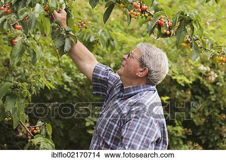 Senior picking cherries, Limburg an der Lahn, Hesse, Germany, Europe View Large Photo Image Picture - Senior picking cherries, Limburg an der Lahn, Hesse, Germany, Europe. Fotosearch