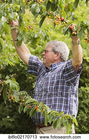 Senior picking cherries, Limburg an der Lahn, Hesse, Germany, Europe View Large Photo Image Stock Image - Senior picking cherries, Limburg an der Lahn, Hesse, Germany, Europe. Fotosearch