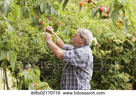 Senior picking cherries, Limburg an der Lahn, Hesse, Germany, Europe View Large Photo Image Stock Photograph - Senior picking cherries, Limburg an der Lahn, Hesse, Germany, Europe. Fotosearch