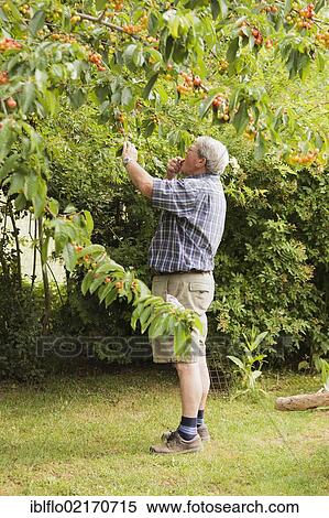 Senior picking cherries, Limburg an der Lahn, Hesse, Germany, Europe View Large Photo Image Stock Photography - Senior picking cherries, Limburg an der Lahn, Hesse, Germany, Europe. Fotosearch