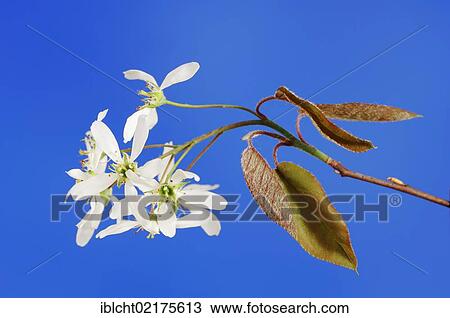 Stock Image - Serviceberry or Juneberry (Amelanchier lamarckii), flowering branch, native to North America, North Rhine-Westphalia, Germany, Europe. Fotosearch