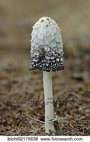 Stock Photo - Shaggy Ink Cap, Lawyer's Wig or Shaggy Mane (Coprinus comatus), North Rhine-Westphalia, Germany, Europe. Fotosearch