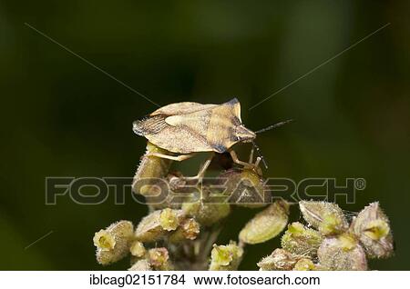 Shield Bug (Carpocoris fuscispinus) on flower seeds, Dreieichenhain, Hesse, Germany, Europe View Large Photo Image Picture - Shield Bug (Carpocoris fuscispinus) on flower seeds, Dreieichenhain, Hesse, Germany, Europe. Fotosearch