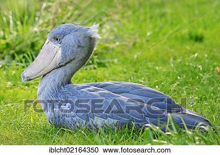 Stock Image - Shoebill, Whalehead or Shoe-billed Stork (Balaeniceps rex), African species, captive, Czech Republic, Europe. Fotosearch