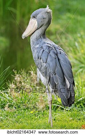 Stock Photo - Shoebill, Whalehead or Shoe-billed Stork (Balaeniceps rex), portrait, African species, captive, Czech Republic, Europe. Fotosearch