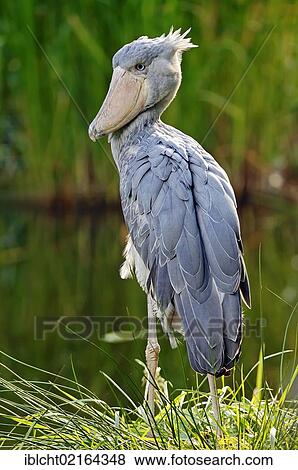Stock Photo - Shoebill, Whalehead or Shoe-billed Stork (Balaeniceps rex), portrait, African species, captive, Czech Republic, Europe. Fotosearch