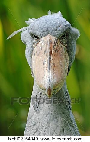 Stock Photo - Shoebill, Whalehead or Shoe-billed Stork (Balaeniceps rex), portrait, African species, captive, Czech Republic, Europe. Fotosearch
