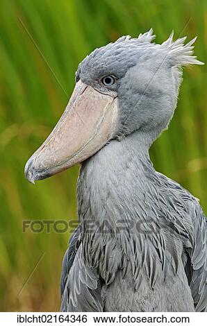 Stock Photograph - Shoebill, Whalehead or Shoe-billed Stork (Balaeniceps rex), portrait, African species, captive, Czech Republic, Europe. Fotosearch