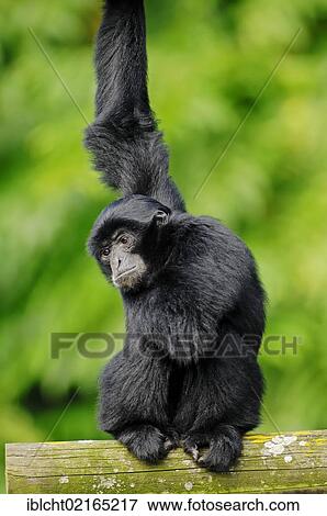 Siamang (Symphalangus syndactylus, Hylobates syndactylus), juvenile, native of Asia, in captivity, Czech Republic, Europe View Large Photo Image Stock Photo - Siamang (Symphalangus syndactylus, Hylobates syndactylus), juvenile, native of Asia, in captivity, Czech Republic, Europe. Fotosearch