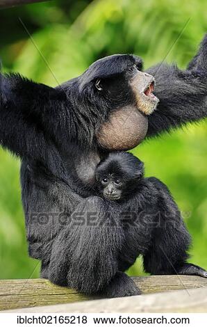 Siamang (Symphalangus syndactylus, Hylobates syndactylus), calling female with young, native of Asia, in captivity, Czech Republic, Europe View Large Photo Image Stock Photo - Siamang (Symphalangus syndactylus, Hylobates syndactylus), calling female with young, native of Asia, in captivity, Czech Republic, Europe. Fotosearch