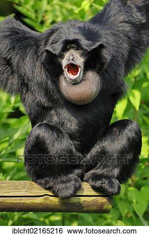Siamang (Symphalangus syndactylus, Hylobates syndactylus), male calling, native of Asia, in captivity, Czech Republic, Europe View Large Photo Image Stock Photograph - Siamang (Symphalangus syndactylus, Hylobates syndactylus), male calling, native of Asia, in captivity, Czech Republic, Europe. Fotosearch