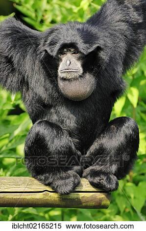 Siamang (Symphalangus syndactylus, Hylobates syndactylus), male, native of Asia, in captivity, Czech Republic, Europe View Large Photo Image Stock Photography - Siamang (Symphalangus syndactylus, Hylobates syndactylus), male, native of Asia, in captivity, Czech Republic, Europe. Fotosearch