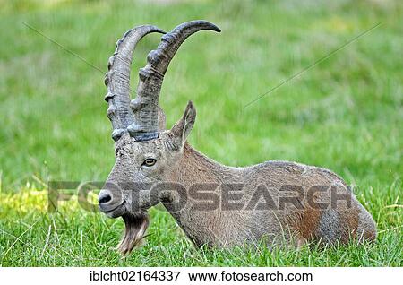 Stock Photo - Siberian Ibex or Common Ibex (Capra ibex sibirica), male, Asian species, captive, North Rhine-Westphalia, Germany, Europe. Fotosearch