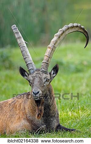 Stock Photo - Siberian Ibex or Common Ibex (Capra ibex sibirica), male, Asian species, captive, North Rhine-Westphalia, Germany, Europe. Fotosearch