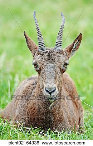 Siberian Ibex or Common Ibex (Capra ibex sibirica), female, Asian species, captive, North Rhine-Westphalia, Germany, Europe View Large Photo Image Stock Photograph - Siberian Ibex or Common Ibex (Capra ibex sibirica), female, Asian species, captive, North Rhine-Westphalia, Germany, Europe. Fotosearch