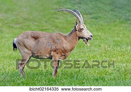 Stock Photography - Siberian Ibex or Common Ibex (Capra ibex sibirica), male, Asian species, captive, North Rhine-Westphalia, Germany, Europe. Fotosearch