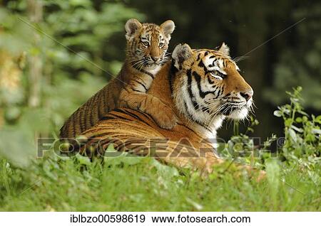 Siberian Tiger (Panthera tigris altaica) with cub View Large Photo Image Stock Photo - Siberian Tiger (Panthera tigris altaica) with cub. Fotosearch