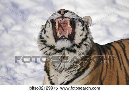 Siberian Tiger (Panthera tigris altaica), yawning, showing its teeth, in the snow, zoo, Germany, Europe View Large Photo Image Stock Photography - Siberian Tiger (Panthera tigris altaica), yawning, showing its teeth, in the snow, zoo, Germany, Europe. Fotosearch