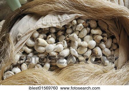 Silk production, sack, bag full of silkworm cocoons, Silk Road, Fergana Valley, Uzbekistan, Central Asia, Asia View Large Photo Image Stock Image - Silk production, sack, bag full of silkworm cocoons, Silk Road, Fergana Valley, Uzbekistan, Central Asia, Asia. Fotosearch