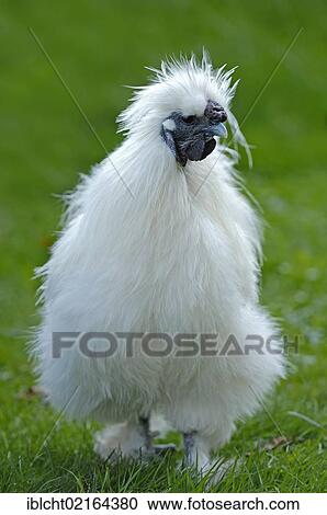 Silkie or Silky Fowl, domestic chicken (Gallus gallus domesticus), North Rhine-Westphalia, Germany, Europe View Large Photo Image Stock Image - Silkie or Silky Fowl, domestic chicken (Gallus gallus domesticus), North Rhine-Westphalia, Germany, Europe. Fotosearch