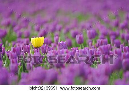 Stock Image - Single yellow tulip in the midst of many purple tulips in a field of Tulips (Tulipa sp. ), near Lisse, South Holland, Holland, Netherlands, Europe. Fotosearch