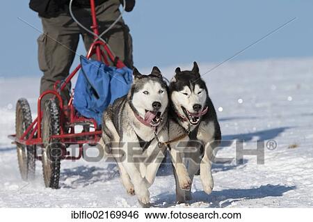 Sled dog racing, Liebenscheid, Westerwald district, Rhineland-Palatinate, Germany, Europe View Large Photo Image Stock Photograph - Sled dog racing, Liebenscheid, Westerwald district, Rhineland-Palatinate, Germany, Europe. Fotosearch