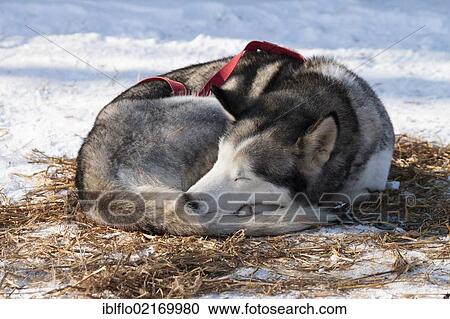 Sled dog resting on the edge of a sled dog race, Liebenscheid, Westerwald district, Rhineland-Palatinate, Germany, Europe View Large Photo Image Stock Image - Sled dog resting on the edge of a sled dog race, Liebenscheid, Westerwald district, Rhineland-Palatinate, Germany, Europe. Fotosearch