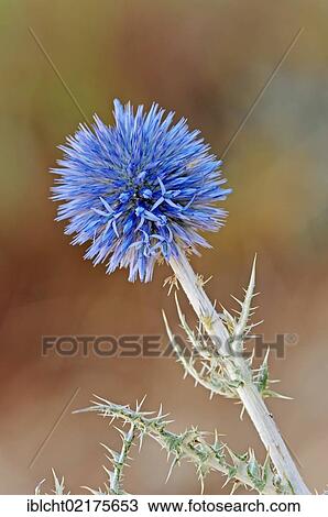 Stock Image - Small Globe Thistle (Echinops ritro), Provence-Alpes-Cote d'Azur, Southern France, France, Europe. Fotosearch