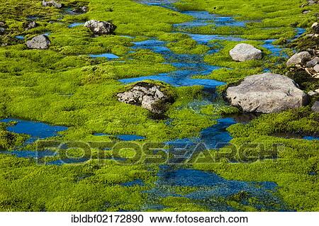 Small stream flowing over moss, Landmannalaugar, Fjallabak Nature Reserve, Highlands, Iceland, Europe View Large Photo Image Stock Image - Small stream flowing over moss, Landmannalaugar, Fjallabak Nature Reserve, Highlands, Iceland, Europe. Fotosearch