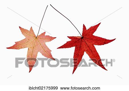 Stock Photo - Smooth Japanese maple (Acer palmatum), leaves in autumn. Fotosearch