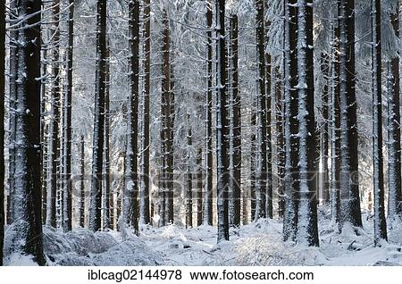 Snow-covered fir plantation on Feldberg Mountain in the Taunus Ranges, Hesse, Germany, Europe View Large Photo Image Stock Photo - Snow-covered fir plantation on Feldberg Mountain in the Taunus Ranges, Hesse, Germany, Europe. Fotosearch