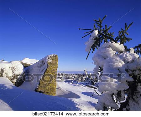 Snow covered Norway spruces (Picea abies) on Mt Brocken, moon in the sky, Harz mountain range, Saxony-Anhalt, Germany, Europe View Large Photo Image Picture - Snow covered Norway spruces (Picea abies) on Mt Brocken, moon in the sky, Harz mountain range, Saxony-Anhalt, Germany, Europe. Fotosearch