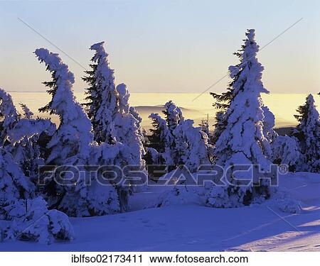 Snow covered Norway spruces (Picea abies) on Mt Brocken, Harz mountain range, Saxony-Anhalt, Germany, Europe View Large Photo Image Stock Image - Snow covered Norway spruces (Picea abies) on Mt Brocken, Harz mountain range, Saxony-Anhalt, Germany, Europe. Fotosearch