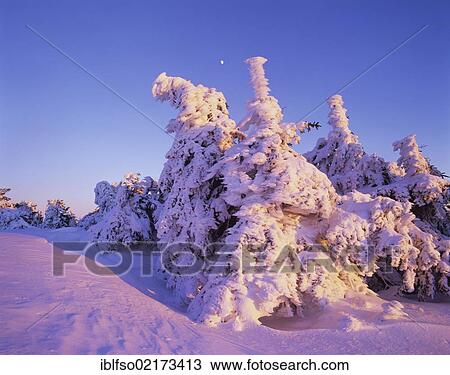Snow covered Norway spruces (Picea abies) on Mt Brocken, moon in the sky, Harz mountain range, Saxony-Anhalt, Germany, Europe View Large Photo Image Stock Image - Snow covered Norway spruces (Picea abies) on Mt Brocken, moon in the sky, Harz mountain range, Saxony-Anhalt, Germany, Europe. Fotosearch