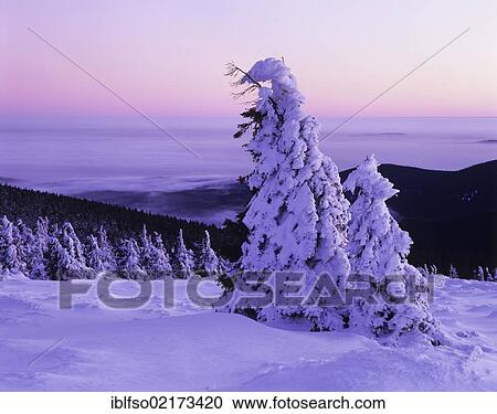 Snow covered Norway spruces (Picea abies) on Mt Brocken, during inversion weather, Harz mountain range, Saxony-Anhalt, Germany, Europe View Large Photo Image Stock Image - Snow covered Norway spruces (Picea abies) on Mt Brocken, during inversion weather, Harz mountain range, Saxony-Anhalt, Germany, Europe. Fotosearch