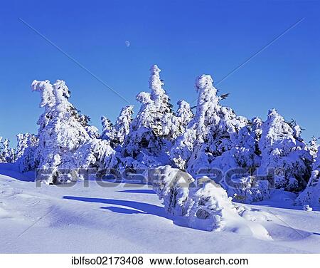 Stock Photo - Snow covered Norway spruces (Picea abies) on Mt Brocken, moon in the sky, Harz mountain range, Saxony-Anhalt, Germany, Europe. Fotosearch