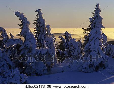 Snow covered Norway spruces (Picea abies) on Mt Brocken, Harz mountain range, Saxony-Anhalt, Germany, Europe View Large Photo Image Stock Photograph - Snow covered Norway spruces (Picea abies) on Mt Brocken, Harz mountain range, Saxony-Anhalt, Germany, Europe. Fotosearch