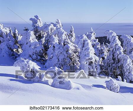 Snow covered Norway spruces (Picea abies) on Mt Brocken, during inversion weather, Harz mountain range, Saxony-Anhalt, Germany, Europe View Large Photo Image Stock Photograph - Snow covered Norway spruces (Picea abies) on Mt Brocken, during inversion weather, Harz mountain range, Saxony-Anhalt, Germany, Europe. Fotosearch