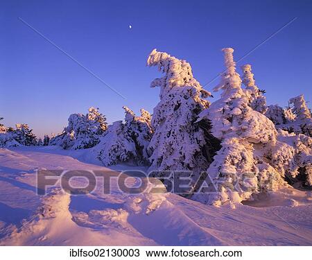 Snow-covered spruce trees on Brocken Mountain at sunset with the moon in the sky, Brocken, Harz National Park, Saxony-Anhalt, Germany, Europe View Large Photo Image Stock Image - Snow-covered spruce trees on Brocken Mountain at sunset with the moon in the sky, Brocken, Harz National Park, Saxony-Anhalt, Germany, Europe. Fotosearch