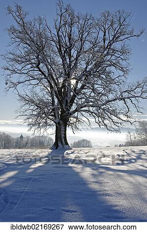 Snow-covered tree in the Loisachtal valley to the mountains around Bad Toelz, Eurasburg, Upper Bavaria, Bavaria, Germany, Europe View Large Photo Image Stock Photo - Snow-covered tree in the Loisachtal valley to the mountains around Bad Toelz, Eurasburg, Upper Bavaria, Bavaria, Germany, Europe. Fotosearch