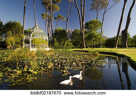 Snow Geese (Anser caerulescens) in a pond, Boschendal wine estate, between Stellenbosch and Franschhoek, Western Cape, South Africa, Africa View Large Photo Image Stock Image - Snow Geese (Anser caerulescens) in a pond, Boschendal wine estate, between Stellenbosch and Franschhoek, Western Cape, South Africa, Africa. Fotosearch