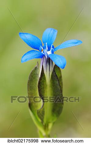 Stock Photo - Snow gentian or Alpine gentian (Gentiana nivalis) flower, Berchtesgaden National Park, Bavaria, Germany, Europe. Fotosearch