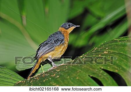 Snowy-crowned or Snowy-headed Robin-chat (Cossypha niveicapilla), African species, captive, North Rhine-Westphalia, Germany, Europe View Large Photo Image Stock Photo - Snowy-crowned or Snowy-headed Robin-chat (Cossypha niveicapilla), African species, captive, North Rhine-Westphalia, Germany, Europe. Fotosearch