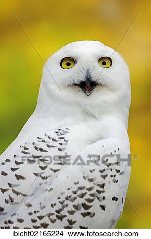 Picture - Snowy Owl (Bubo scandiacus, Nyctea scandiaca), female calling, portrait, in captivity, Bergkamen, North Rhine-Westphalia, Germany, Europe. Fotosearch