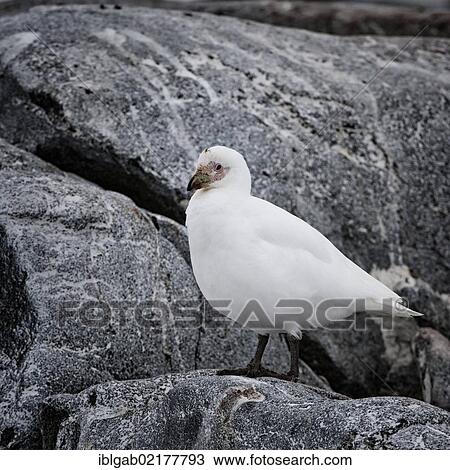 Snowy Sheathbill (Chionis alba), Hydrurga Rocks, Antarctic Peninsula, Antarctica View Large Photo Image Stock Image - Snowy Sheathbill (Chionis alba), Hydrurga Rocks, Antarctic Peninsula, Antarctica. Fotosearch